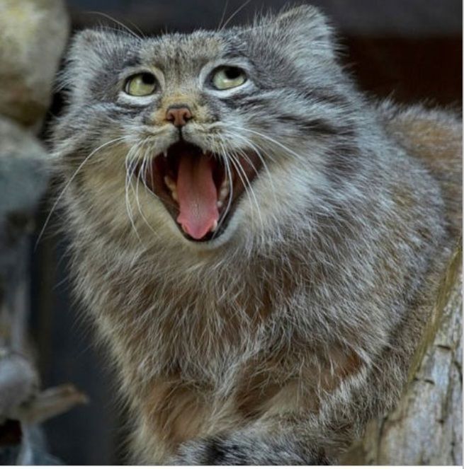 Manul, mouth wide open and extraordinary eye roll, whiskers forward, crinkled nose.