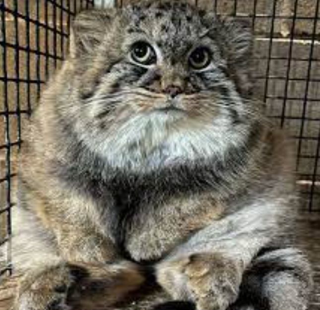 Manul sitting back like a teddy bear, in the corner of a cage. Has half-moon eyes. The manul has round pupils, unlike most cats.