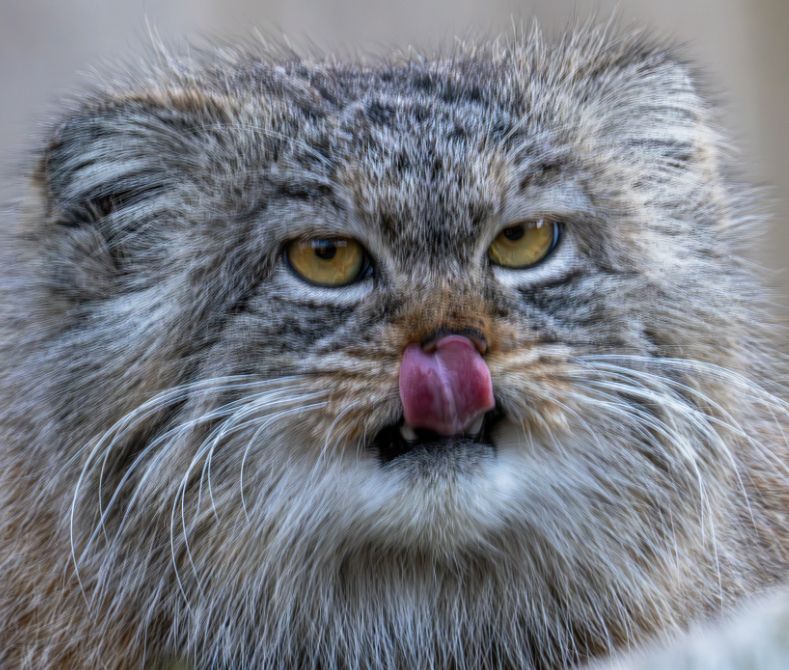 Face of manul with golden eyes. He's licking his nostrils, so you see the underside of his tongue, which appears to be holding his whiskers like a sheaf.