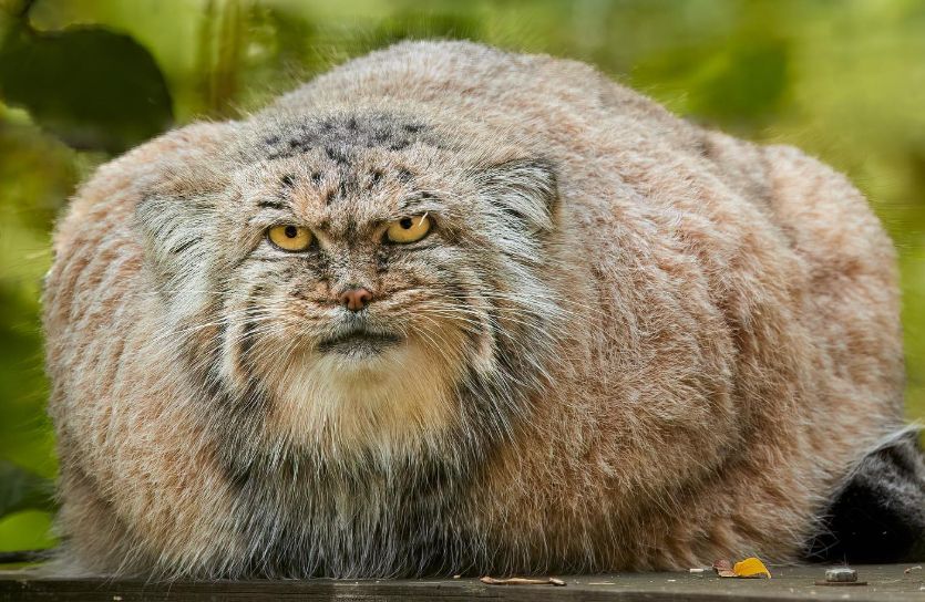 A very large loaf of a manul, but with very serious gold eyes. She's a lady cat, but she has a big beard and tear stains that look like a handlebar moustache. Maybe she is carrying kittens now.