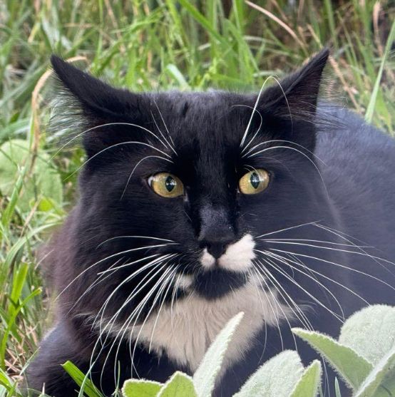 Runaway tuxedo cat at Danehey Park, Cambridge, MA, enjoying his freedom. White butterfly marking directly beneath nose. Sprung white eyebrows and whiskers, alert black fuzzy ears, gold eyes with narrowed pupils, wide white diamond on neck, posed in front of a patch of mullien.