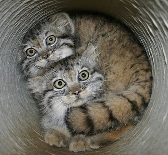Two pallas' cat kittens in some kind of tube.