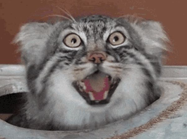 Manul poking head out of a hole. Bright gold eyes, gaping mouth showing canine teeth and a reddened tongue. 