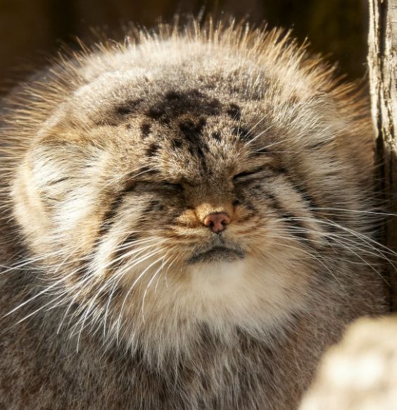 A manul named Polly, described as a dandelion puffball. She lived 10 years.