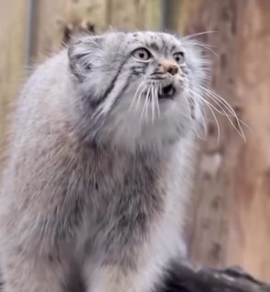Manul "honking," calling out to her clan, probably to get some hugs. She has grey eyes and grey fur, with a darker undercoat on her chest, and dramatic whiskers. Her mouth is partially open: You can see her bottom canine teeth.