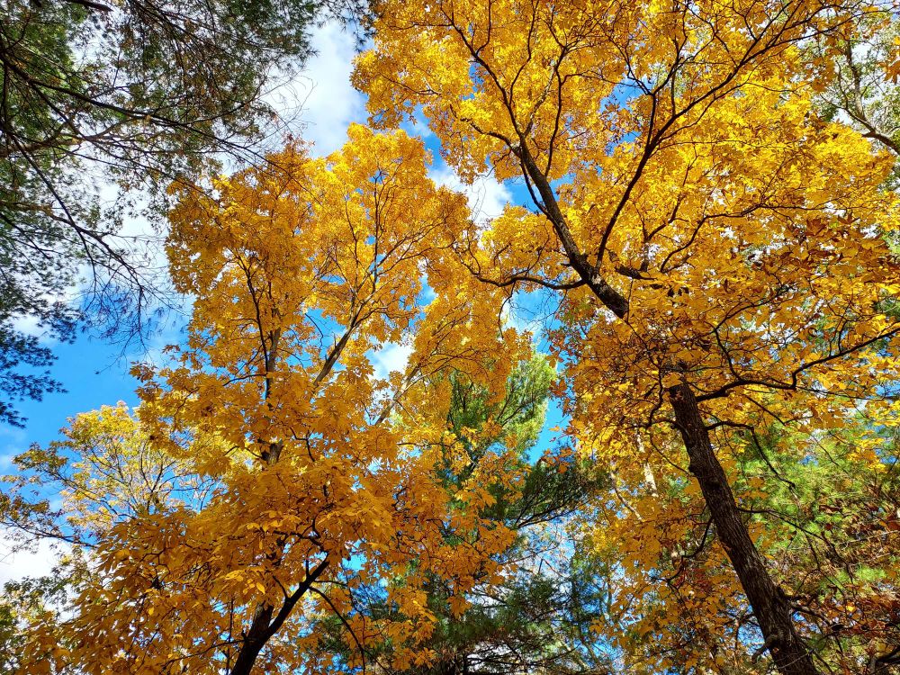 There's this thing called "shy canopy" where the leaves of one tree avoid another, but I think they just break off. It really depends on the angle of observation.