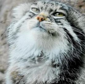 Manul with a knowing look.