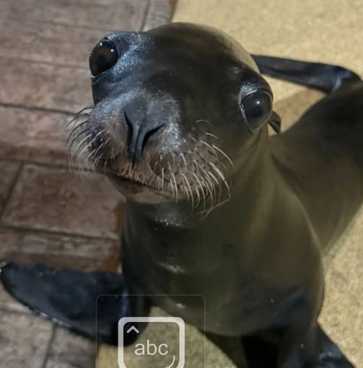 A sea lion pup with big googly dark eyes and a vary strong whisker game. Slanted, partially opened nostril which can be pinched closed when swimming underwaterfront flippers splayed out. The tail, oh, the tail ... you can't see the back flippers, but the way the tail's girth cuts down from the body is super special.

