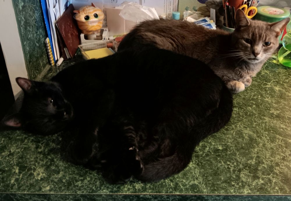 A gray tabby cat and a black cat half-asleep on a countertop. Where they absolutely should not be. Couple of spoiled brats, really. 
