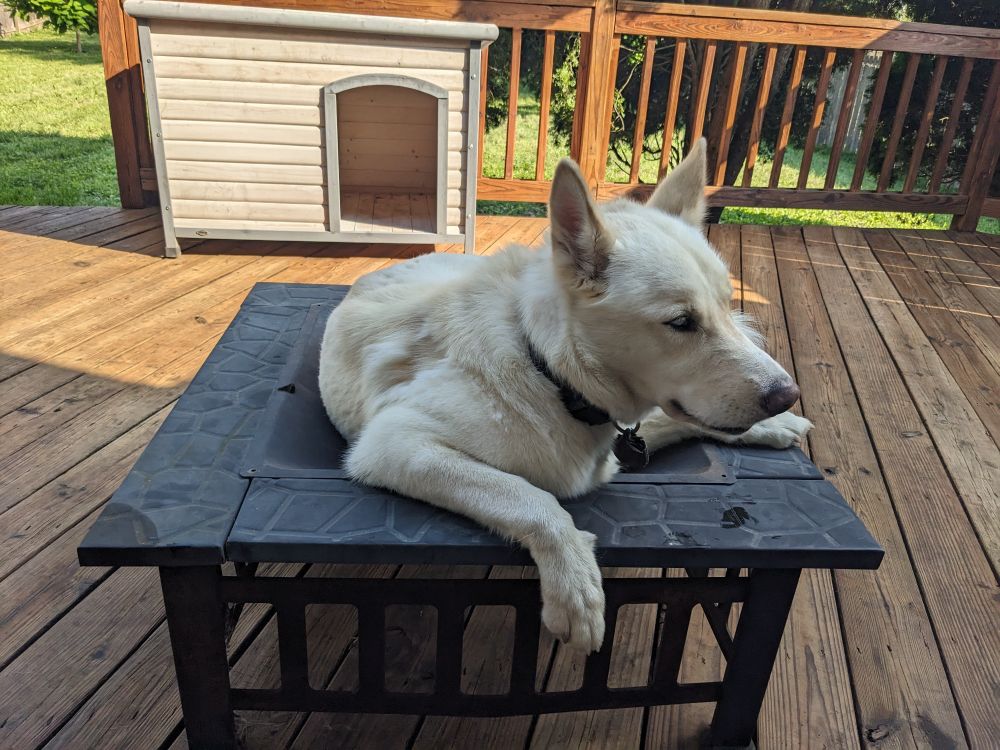 Husky laying inside the basin of an above ground square fire pit