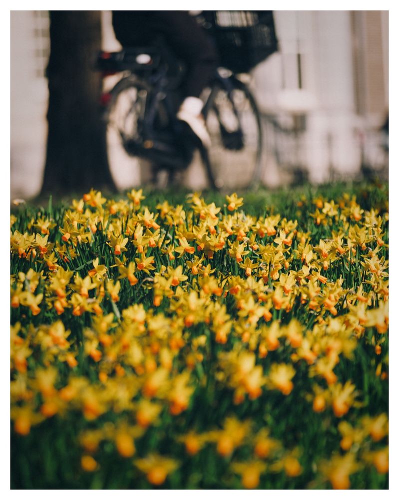 Ein Feld voller gelber Narzissen, die in voller Blüte stehen, im Vordergrund des Bildes. Im Hintergrund fährt eine Person auf einem Fahrrad vorbei, teilweise unscharf dargestellt. Die Szene vermittelt einen frühlingshaften Eindruck mit warmem Licht und lebendigen Farben.