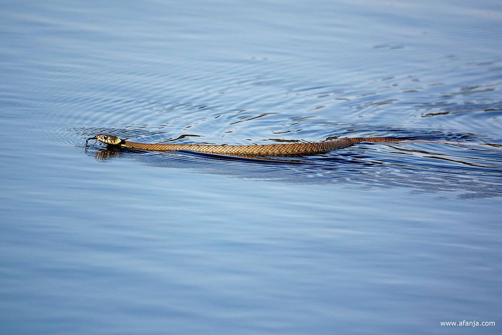 een ringslang zwemt voor de vlonder langs