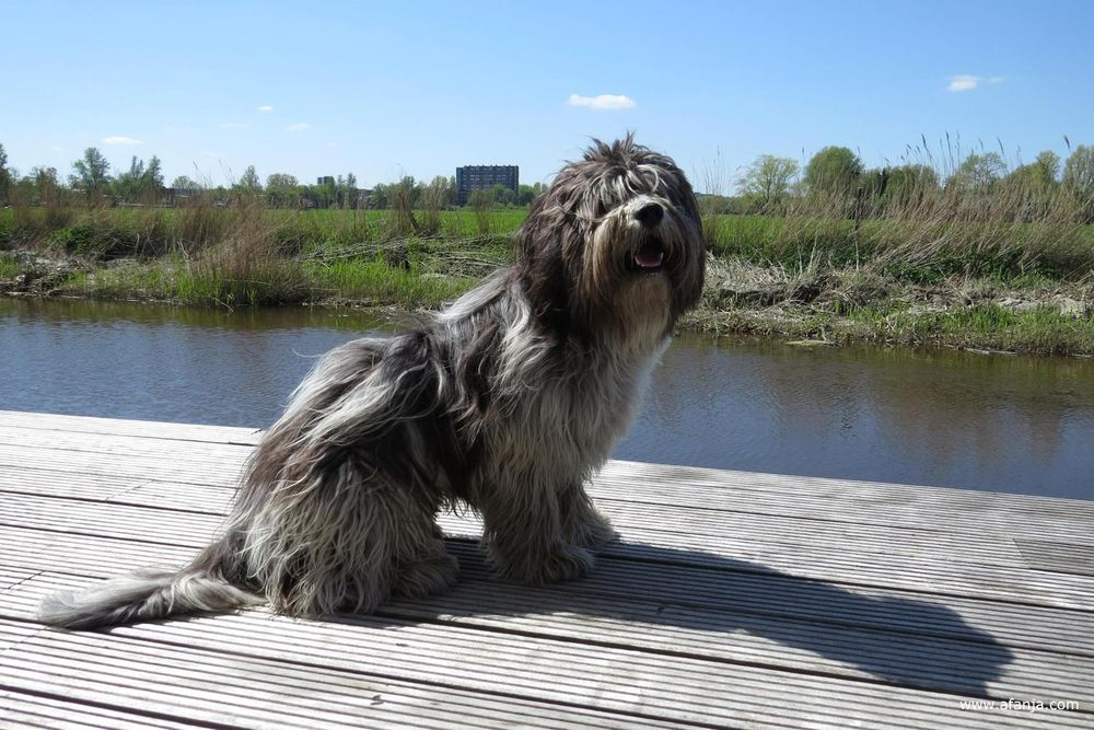 hond Oskar van de kinderen