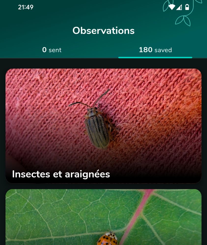 Capture d'écran de l'application INPN espèces - determin'obs du MNHN.
On y voit 2 morceaux d'observations (un petit coléoptère rayé sur un tissu rouge, une coccinelle sur une feuille).
En haut à droite, on voit 180 observations en attente d'être envoyées