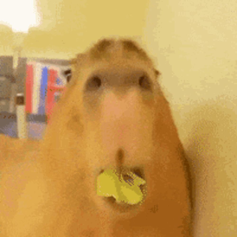 a close up of a capybara chewing on a piece of food .