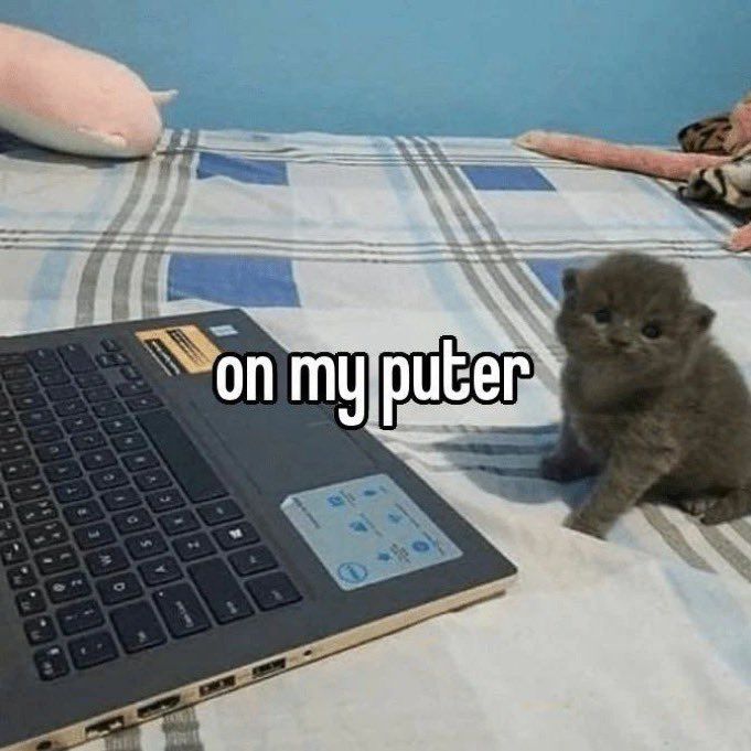 kitten sitting in front of laptop he is having fun online with his friends 