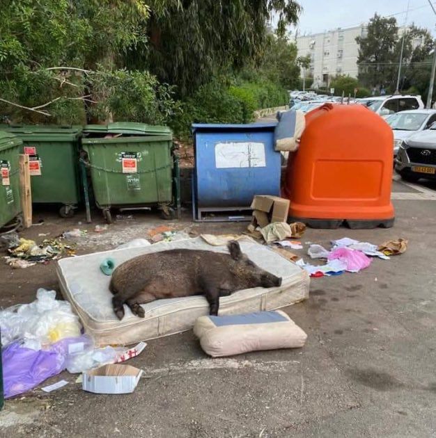 pig sleeping in trash 