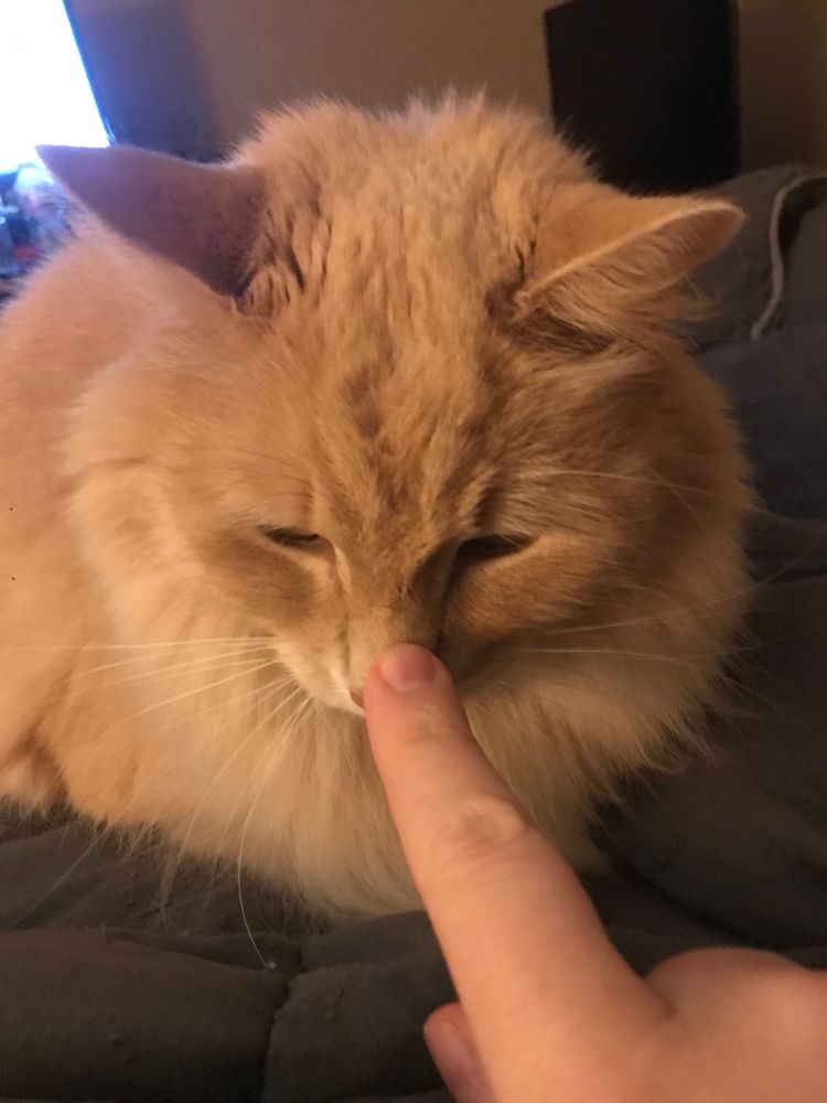 my finger booping my longhair orange cat on the nose 