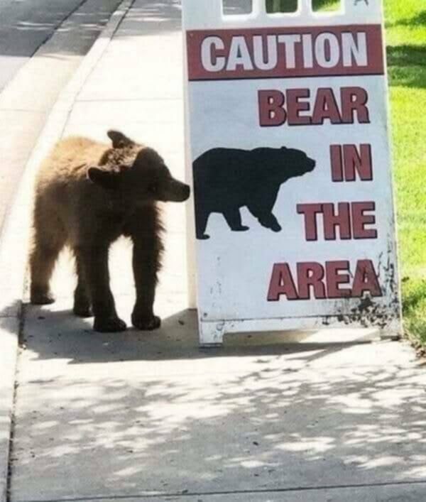 bear cub next to sign that says caution bear in the area