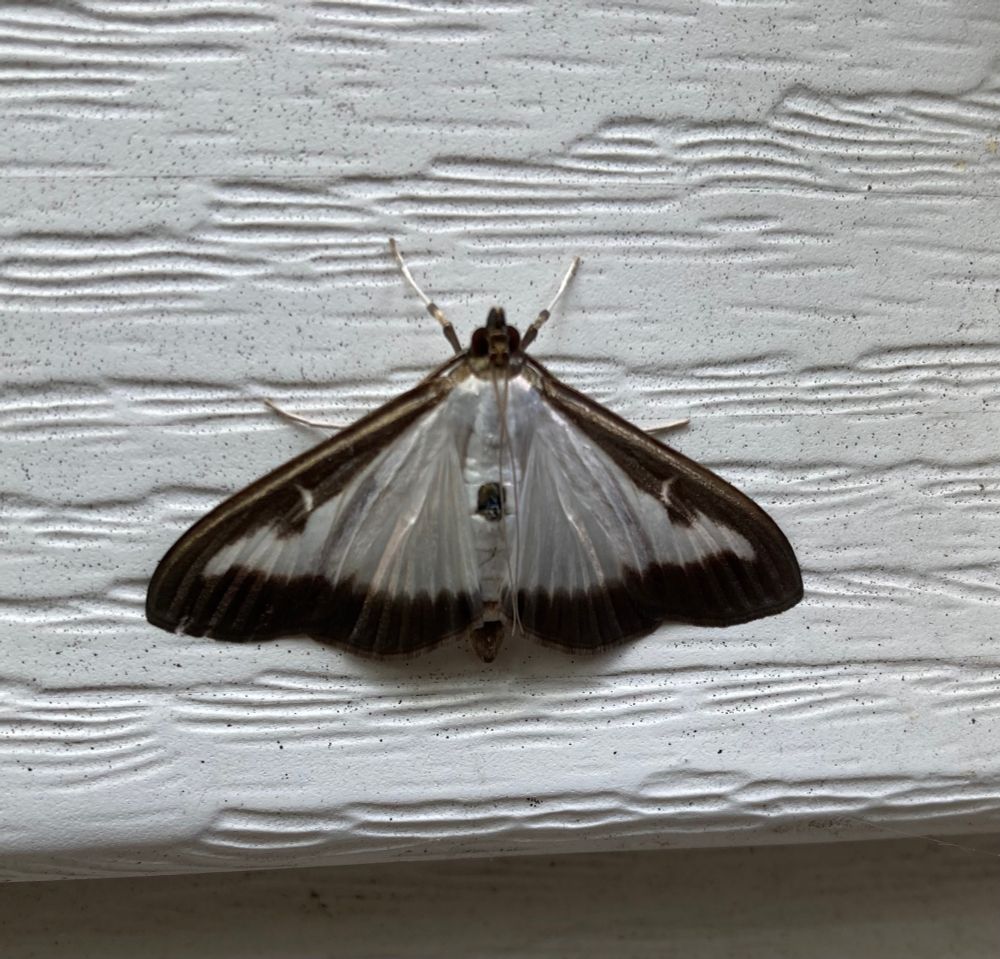 A silvery white moth, edged in brown.