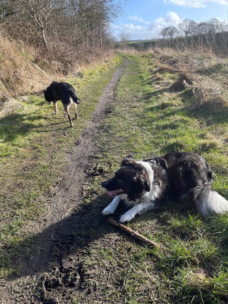 A grassy pathway with bare trees either side. Hamish (black and white border collie) lies in the foreground on the right, very proud of the stick he has found. Willow (tricolour collie) is sniffing around on the left hand side with her back to the camera. 