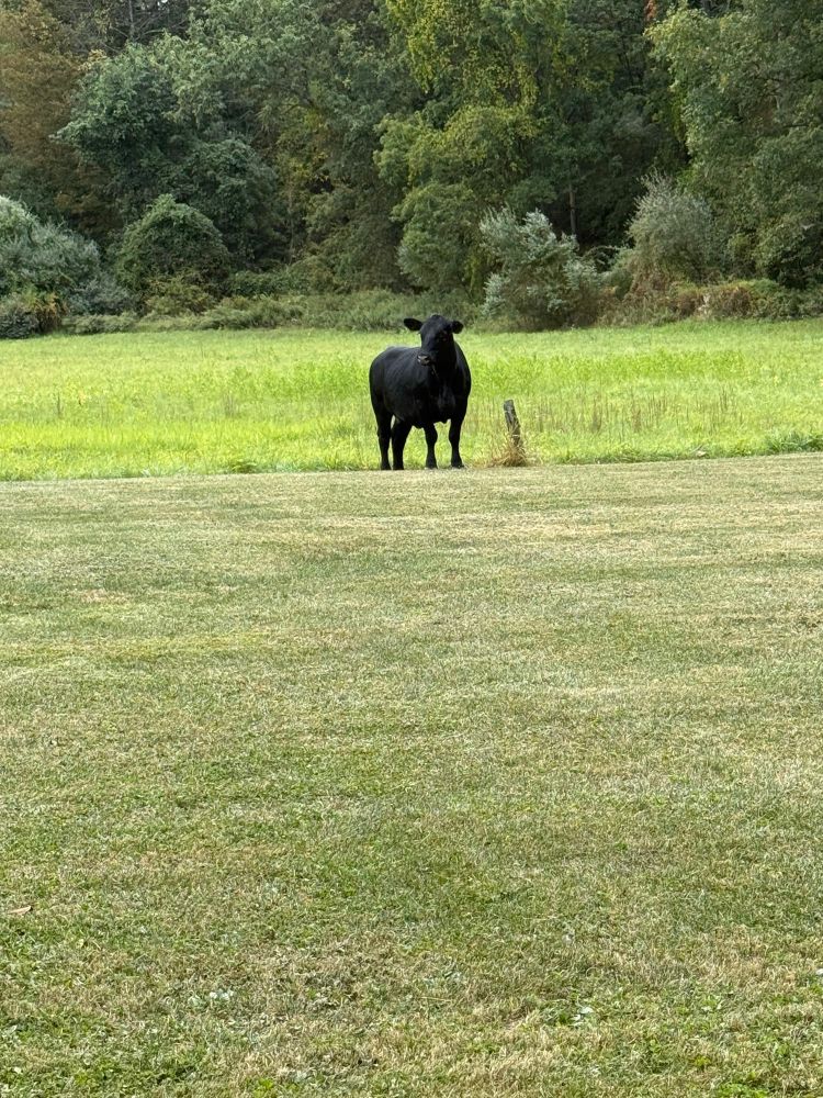 An all black cow standing in the middle of a backyard. Half of the grass is short, and the other half taller. There are green trees in the background. 