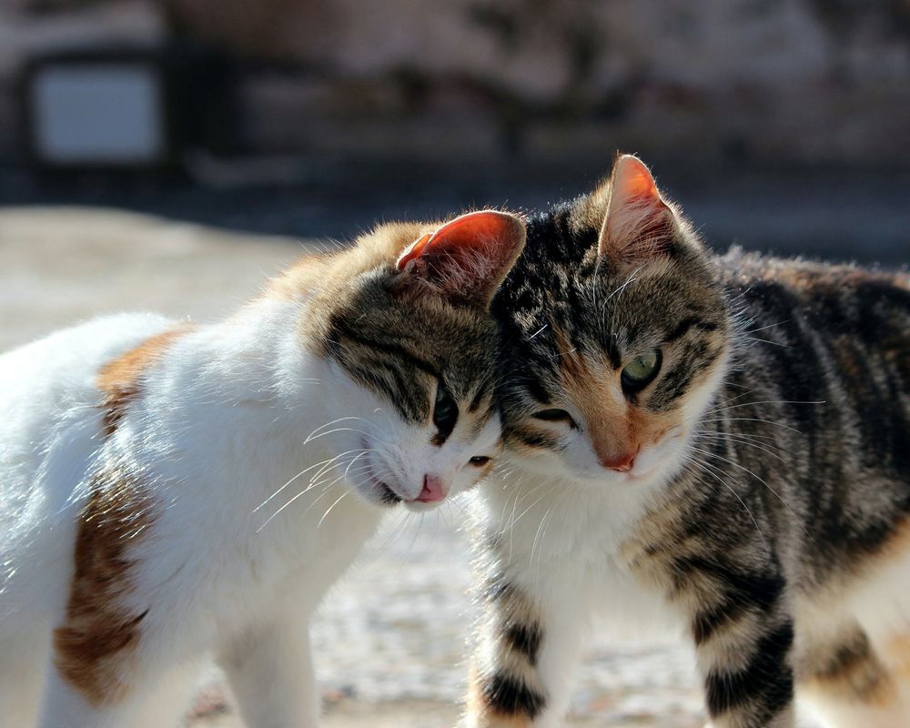 Bonded pair of cats. 