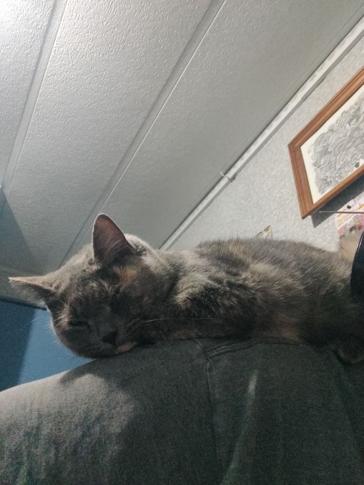 A sleepy blue tortoiseshell cat, Tequila, rests on my shoulder 