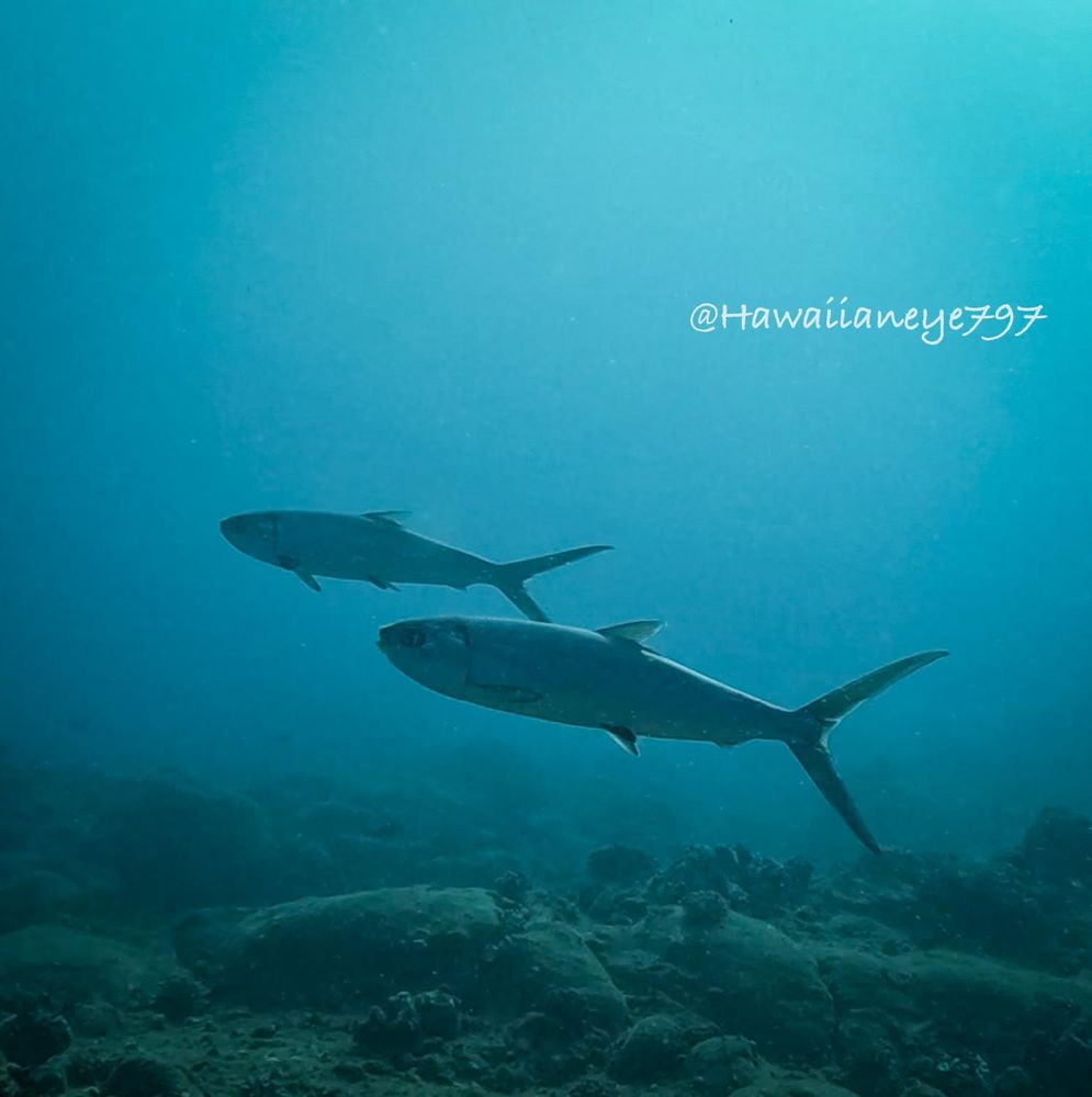 Large silvery gray fish with forked tails swimming over a an ocean reef.