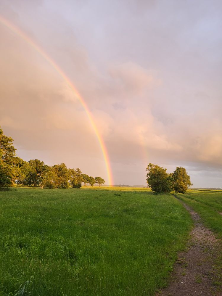 A rainbow fir Charlie Brown
