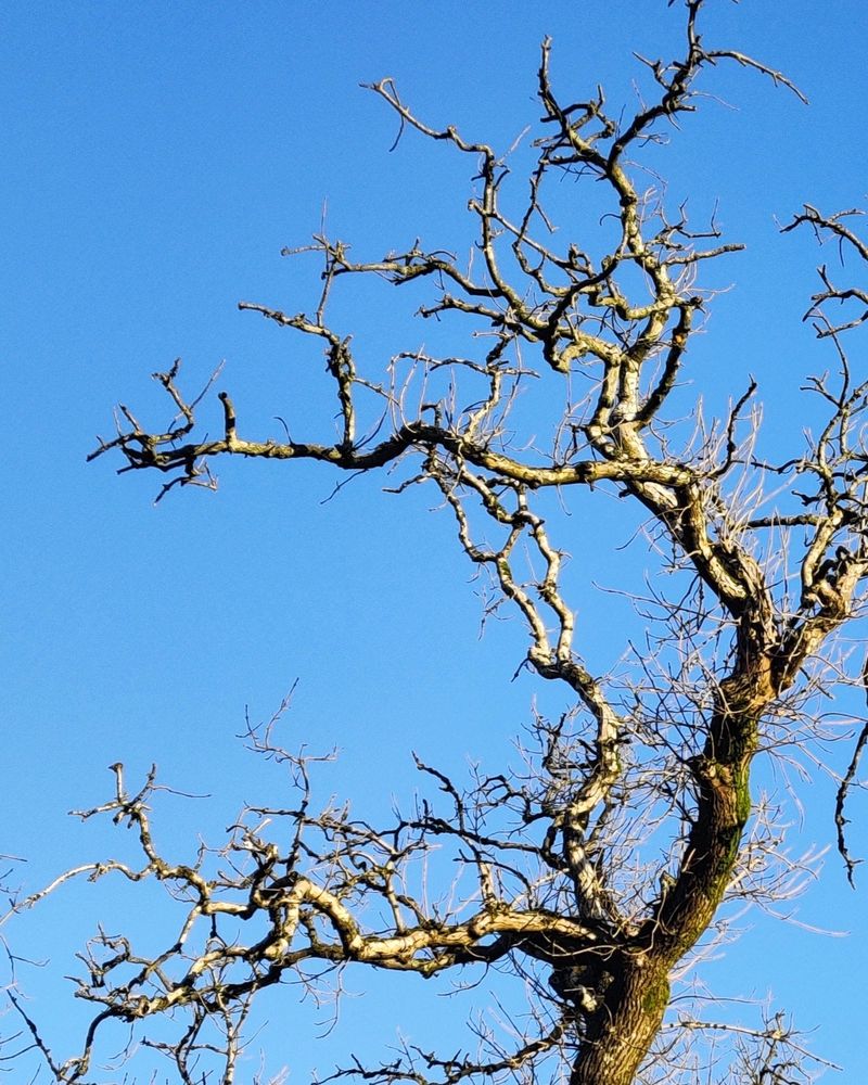 Sunlight on a bare winter tree
