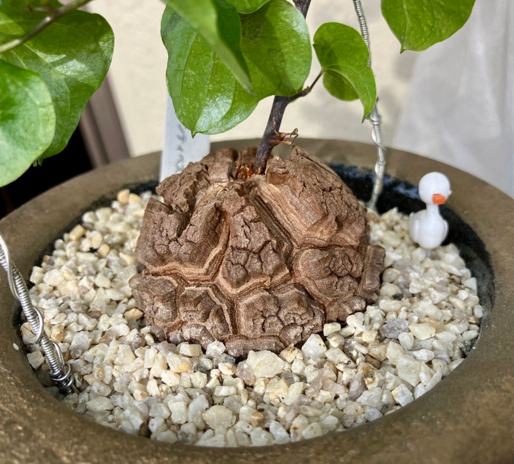 ディオスコレア　亀甲竜
Dioscorea elephantipes