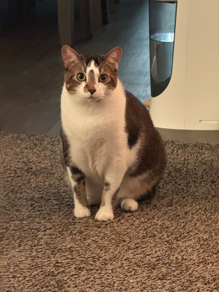 An image of a cat sitting on carpet