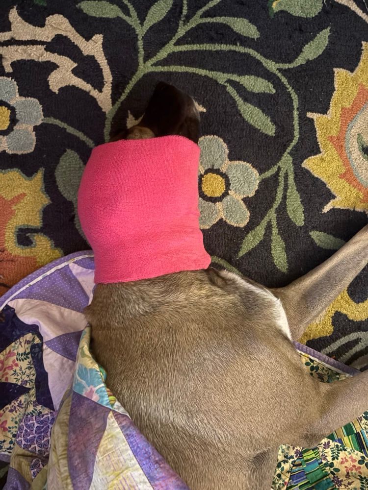 Torso of a beige dog white a white chest laying on a navy floral carpet with a neon pink band around its ears. The dog is wrapped in a purple and yellow quilt 