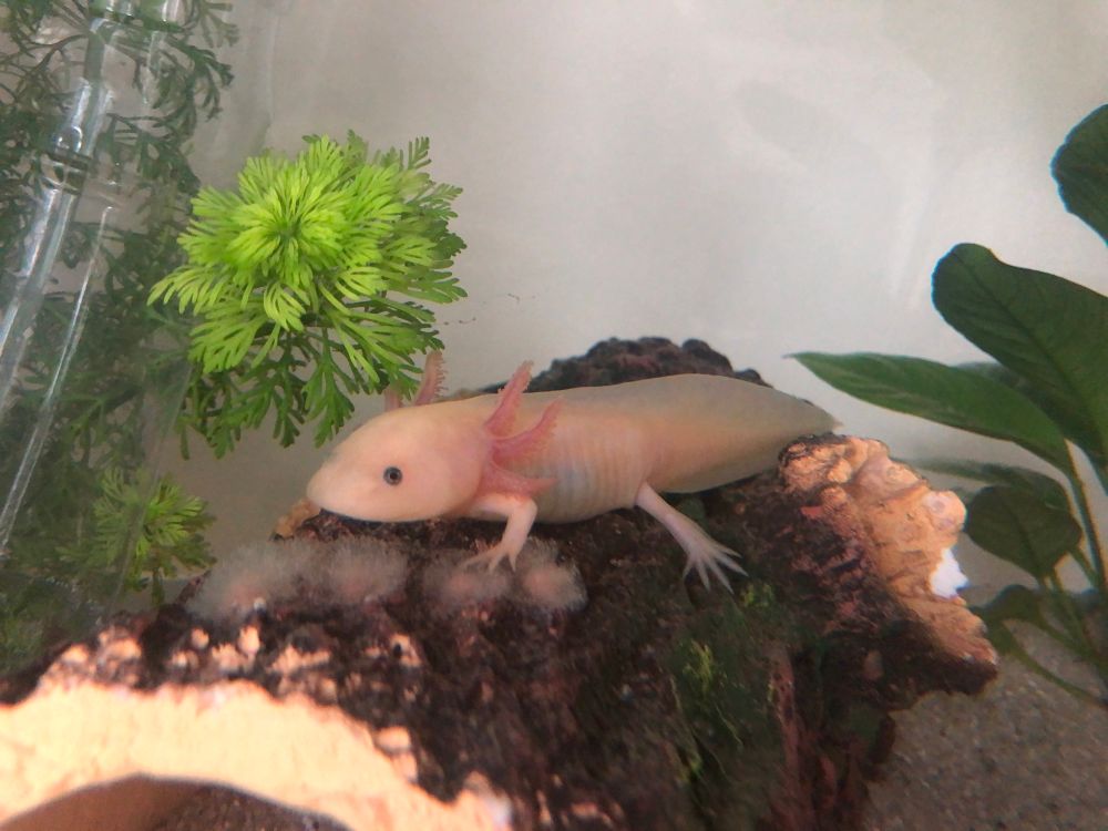 A pink axolotl with pink gills and beady black eyes sitting on top of a log in an aquarium surrounded by plants. 