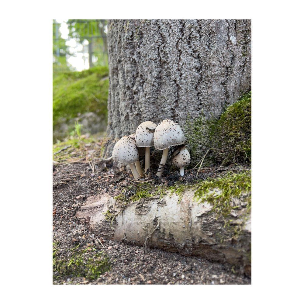 Mushrooms beside a tree trunk.