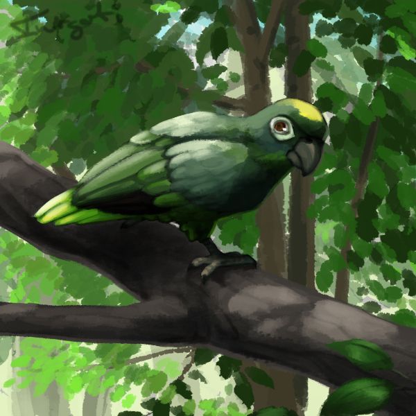 Drawing of a mealy amazon parrot sitting on a branch in the trees