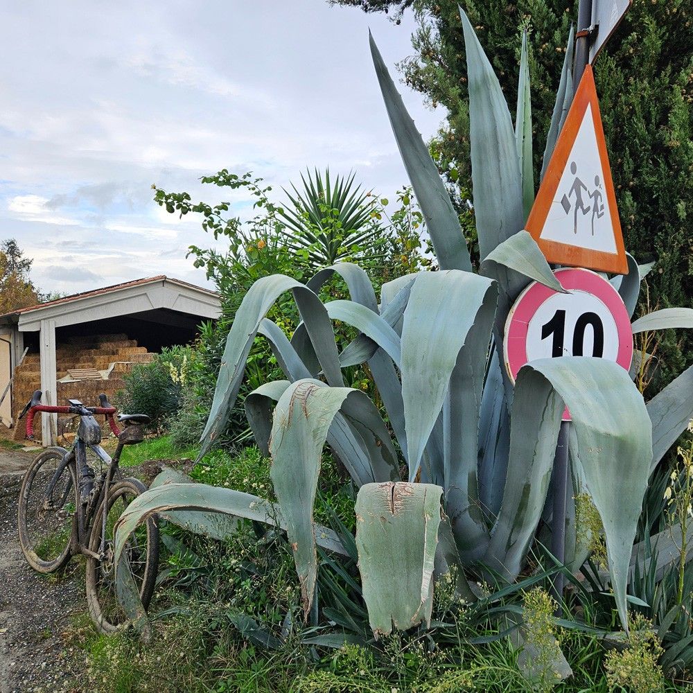 Plant bij Volterra in Toscane