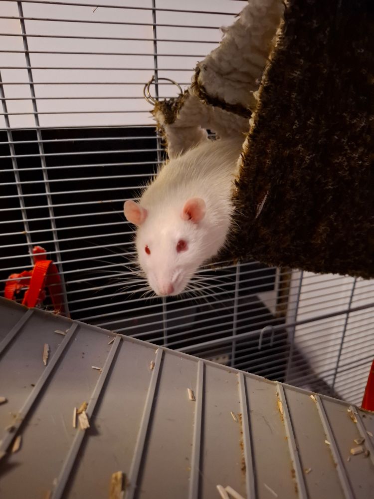 Merry (un rat albinos) qui me regarde depuis sa cachette