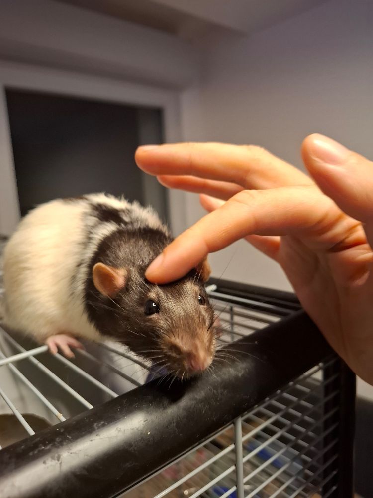 Legolas reçoit une caresse sur le crâne 