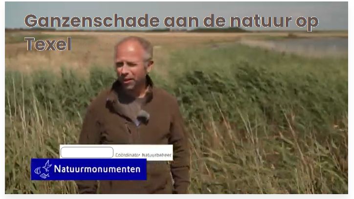 Stil uit filmpje van Natuurmonumenten over ganzen op Texel