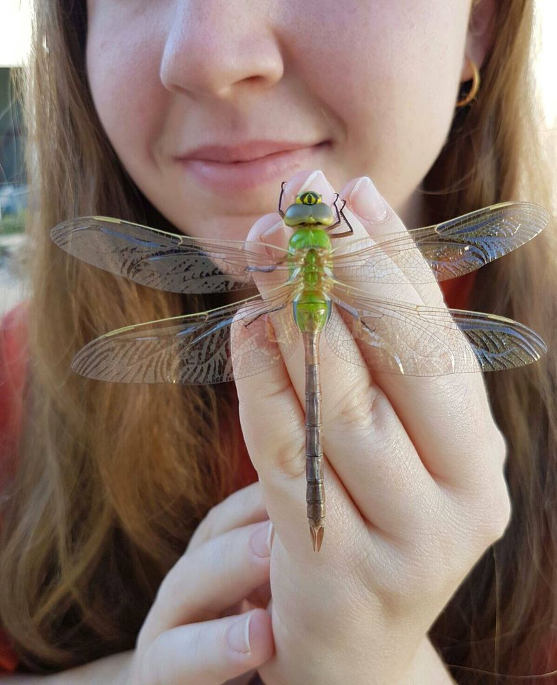 A Green Darner dragonfly (Anax junius) resting on the hand of a gently smiling young woman.