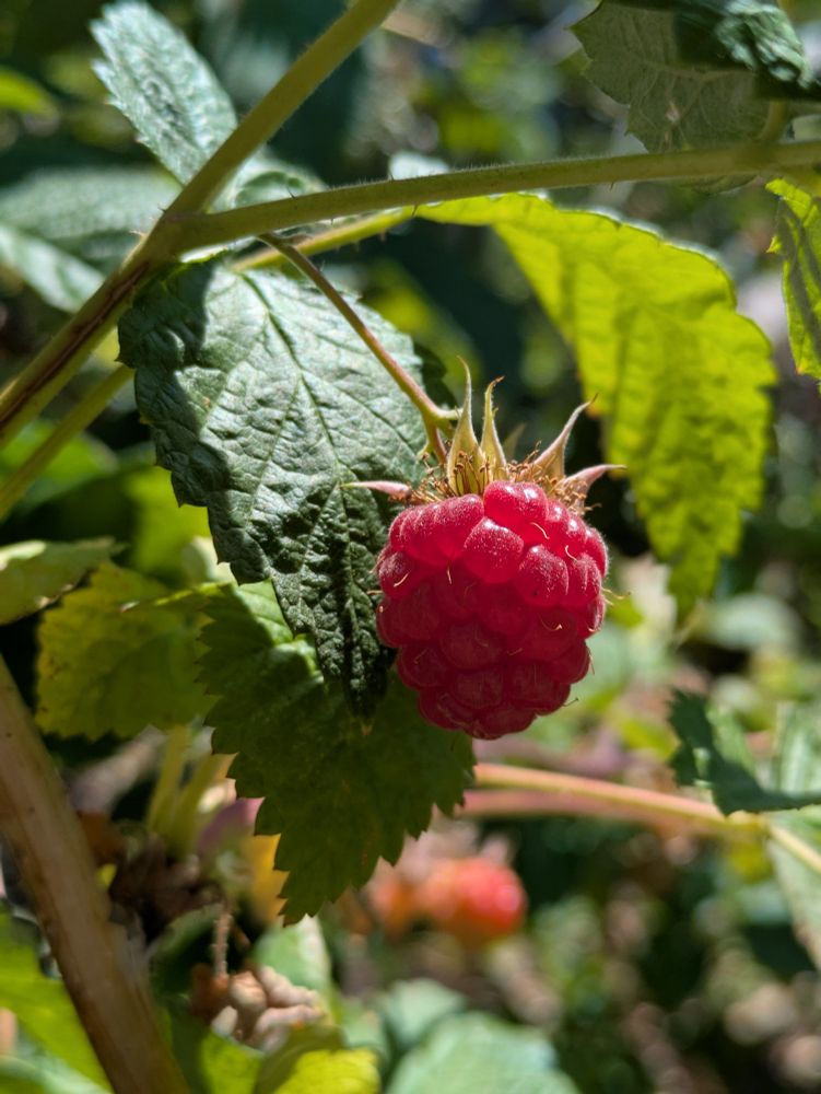 A close up of a plump and juicy raspberry illuminated by the afternoon sun, and shaded by vibrant green, serrated-edged, heart-shaped leaves.