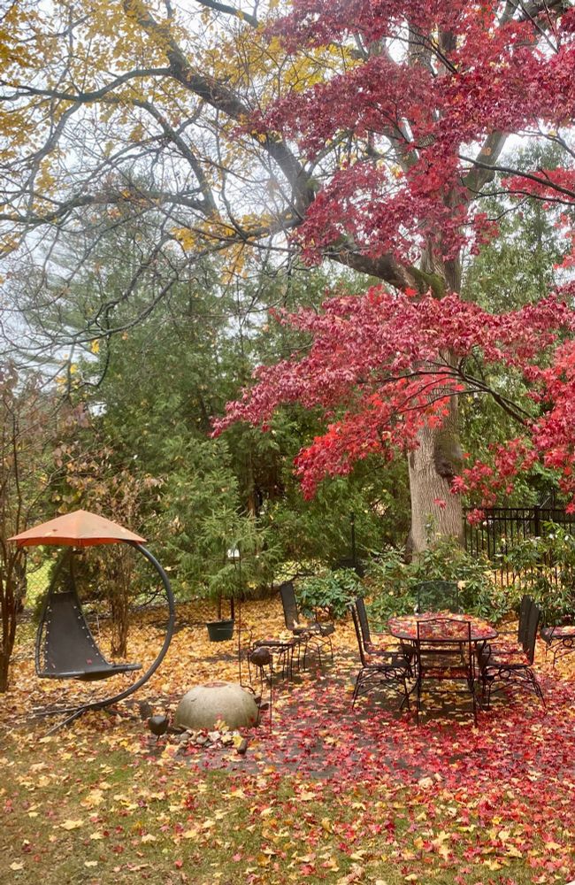 Peaceful backyard picture of colorful trees and leaves