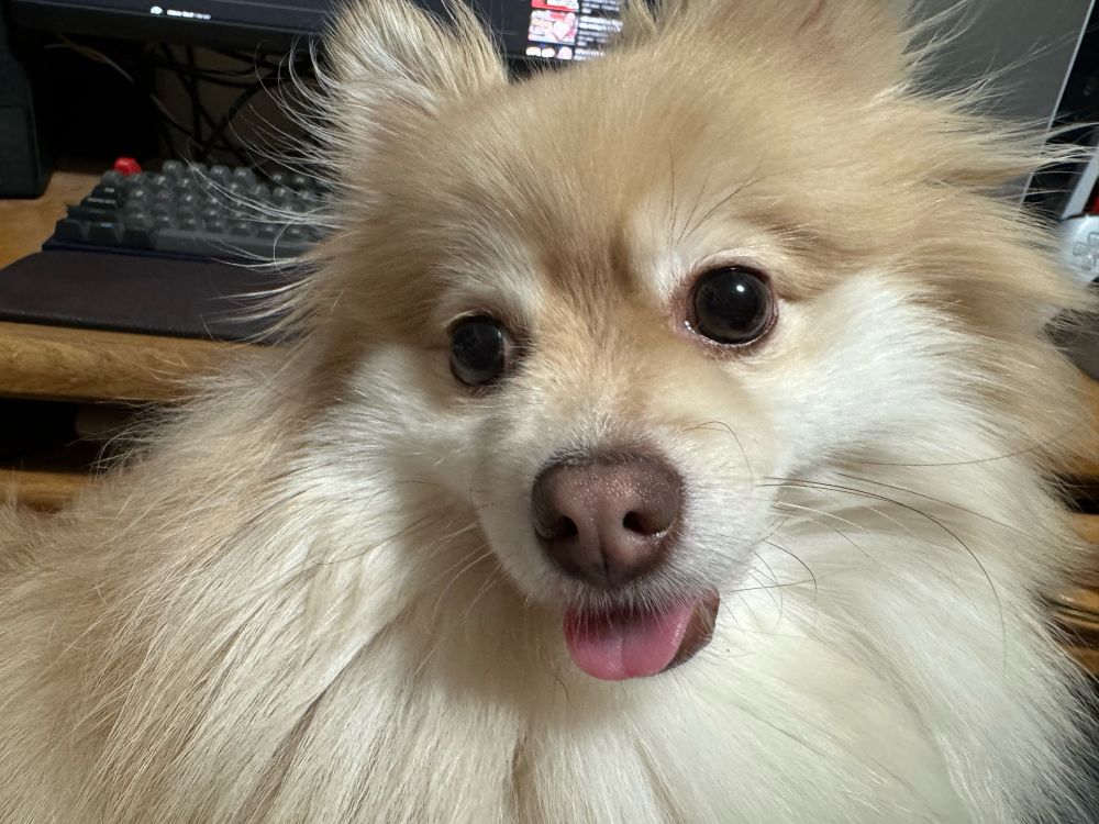 A close up portrait of a Pomeranian dog with her tongue sticking out a little bit.