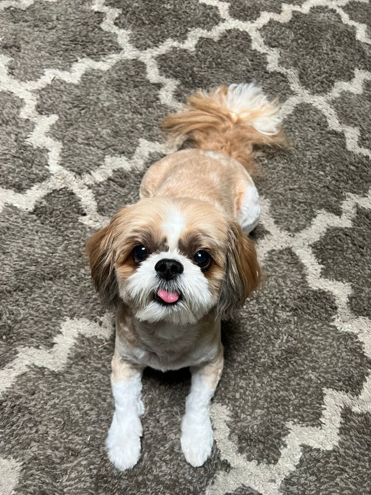Front picture of my white and light brown shih tzu in a laying position looking at the camera. He's laying on carpet 