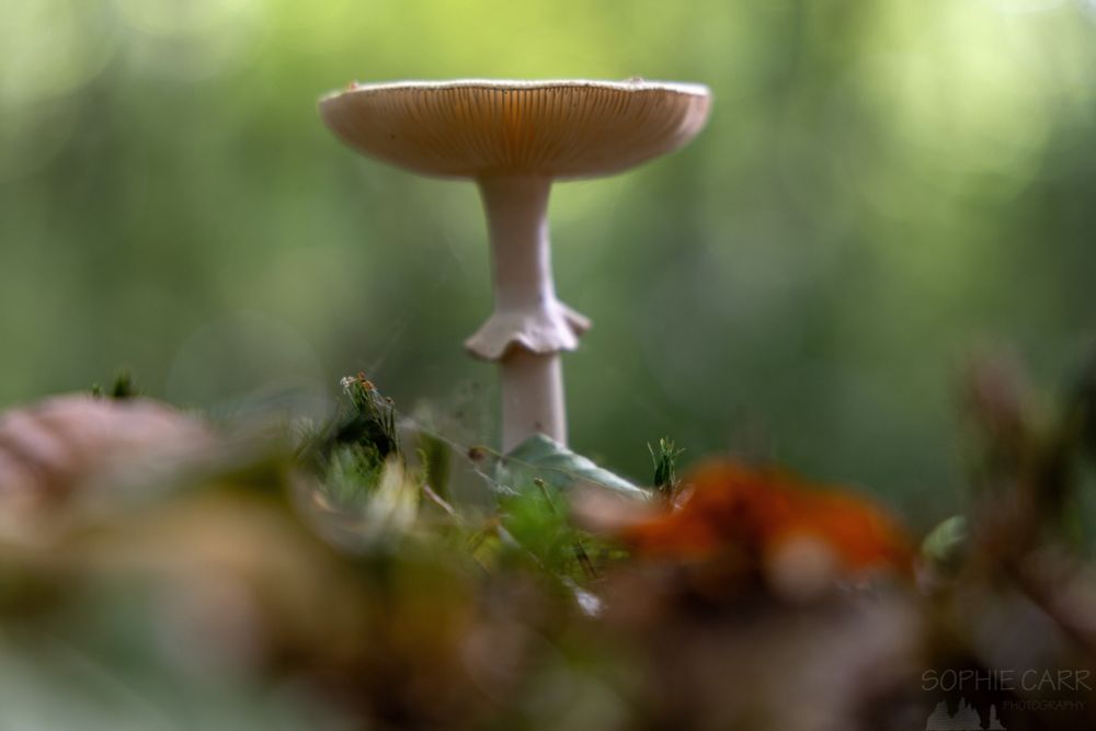 An upright mushroom with a bit of light showing through the gills. Lots of autumn leaves and greenery blur around and behind.