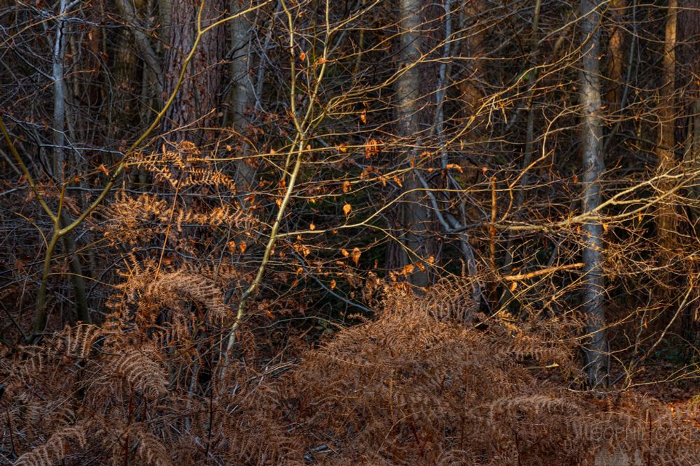 Last brown leaves clinging on, with brown ferns around.