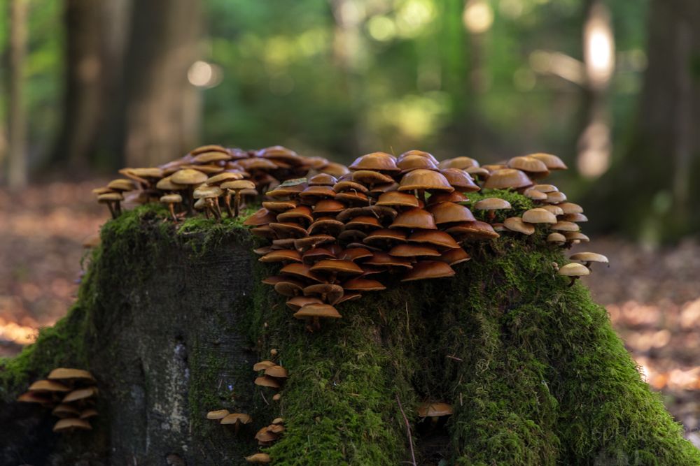 A huge cluster of brown mushrooms on a tree stump, with some blurred trees and vegetation in the background.
