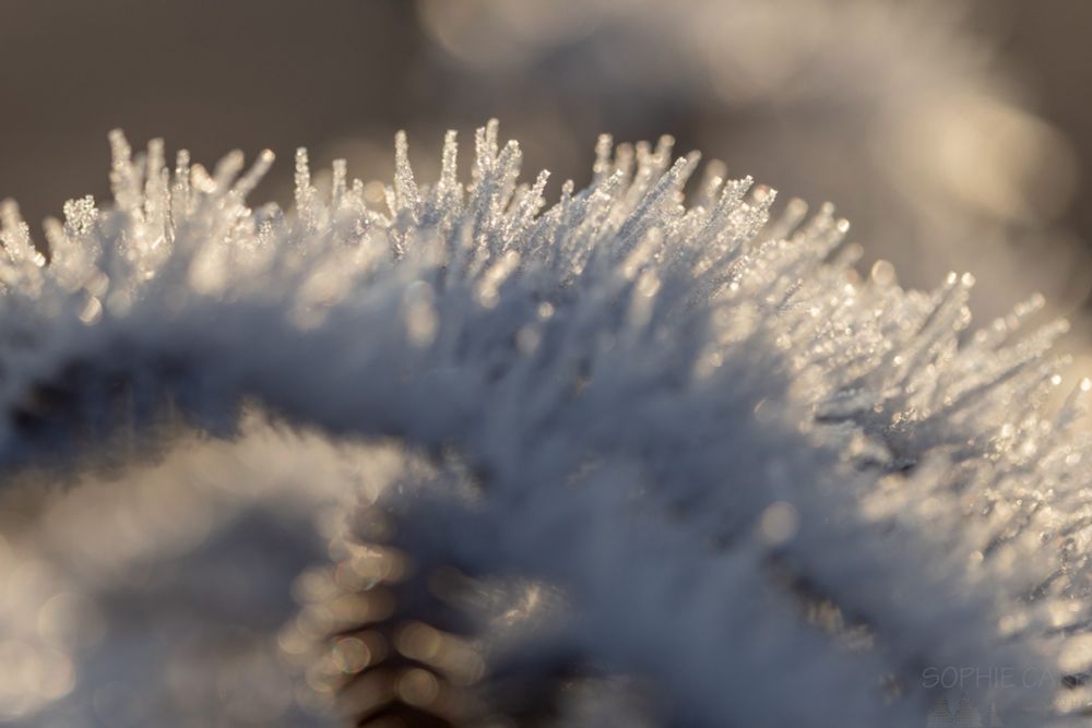 Close up of a fern covered in hoar frost. Lots of blurred frost in the background.